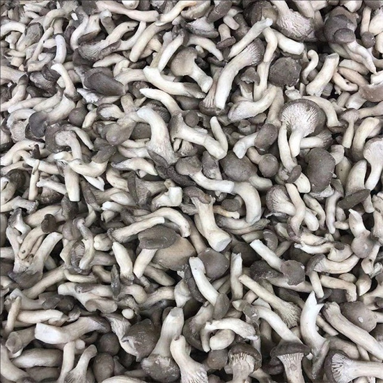 shimeji mushroom
