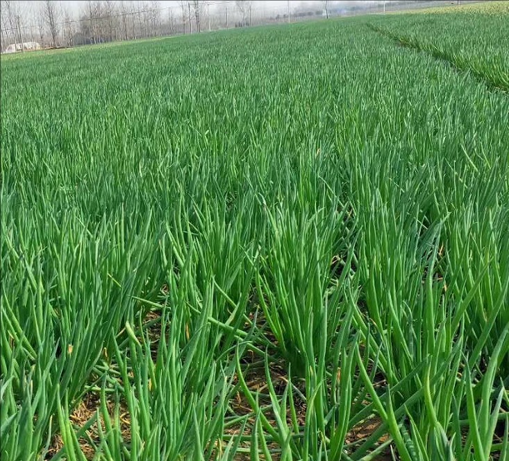 spring onions