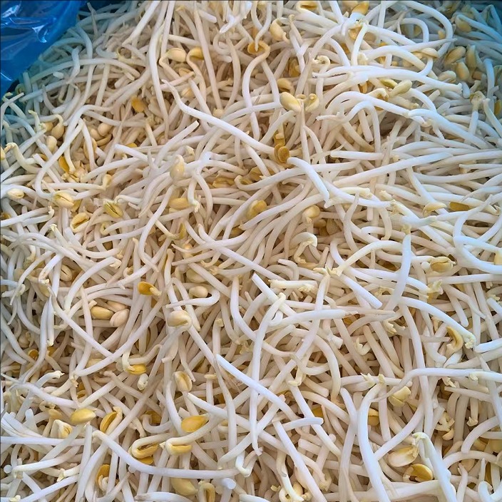 mung bean sprout