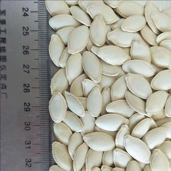 Pumpkin kernels