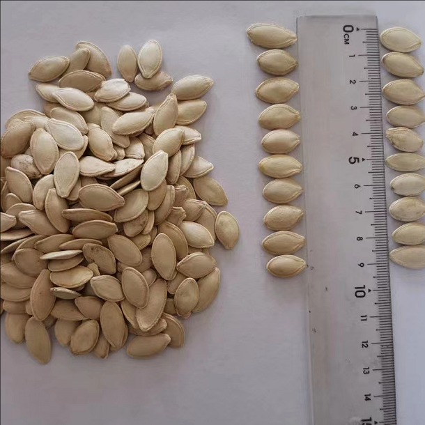 Pumpkin kernels
