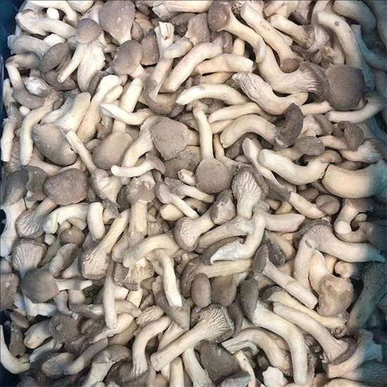 shimeji mushroom