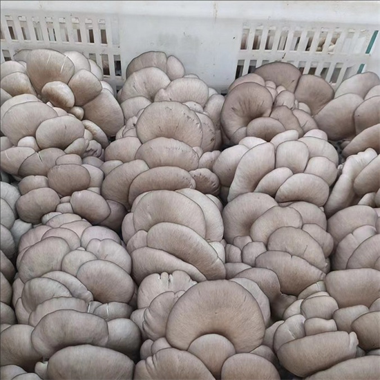 oyster mushrooms