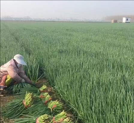 spring onions