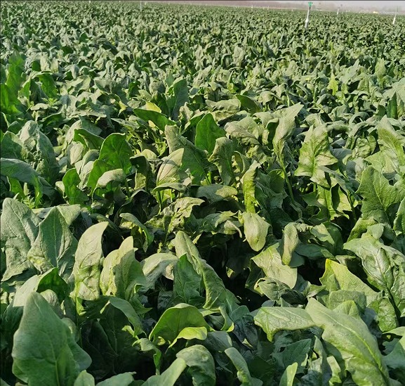 spinach