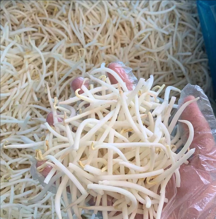 mung bean sprout