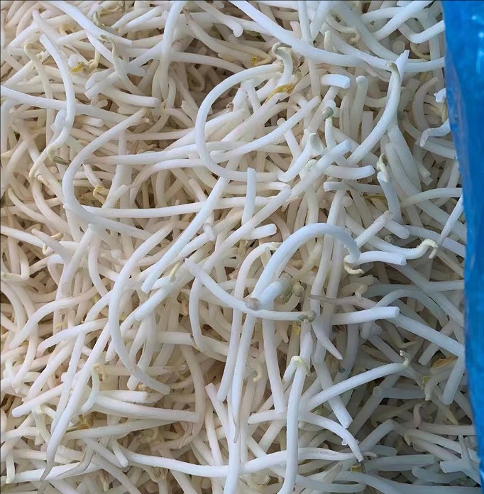 mung bean sprout