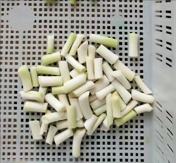 garlic sprout