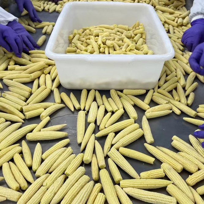 baby corns