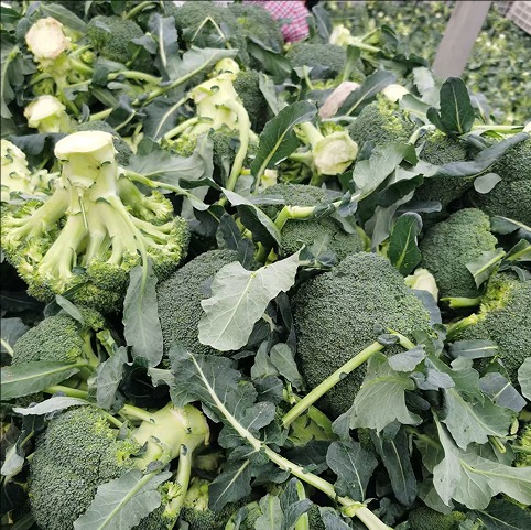 Broccoli