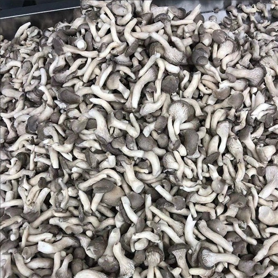 shimeji mushroom