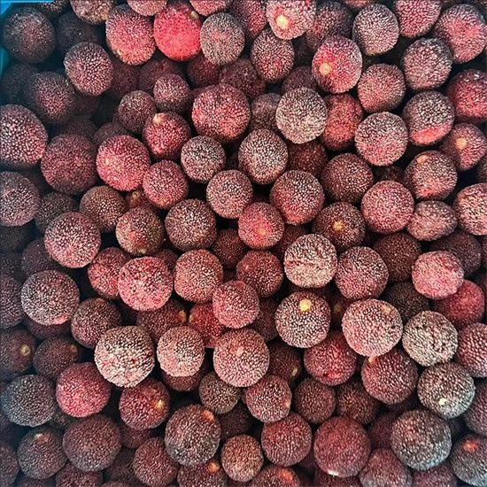waxberry